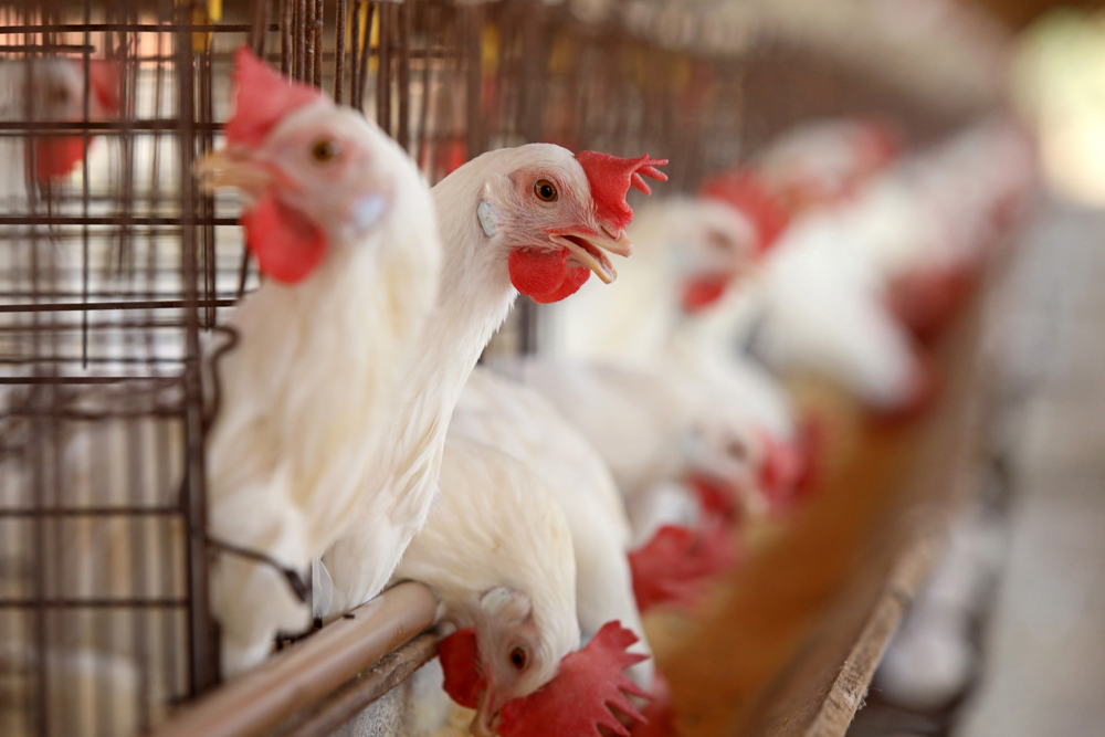 Poultry Processing Software: Key Features, Benefits & Costs